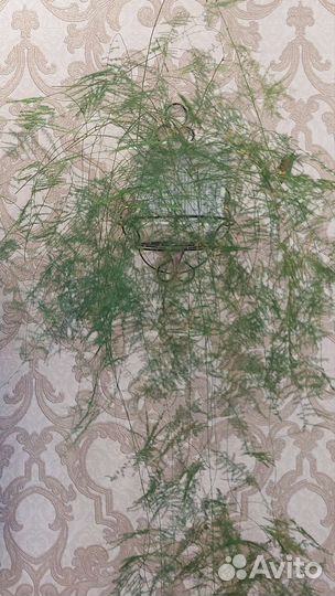 Аспарагус перистый