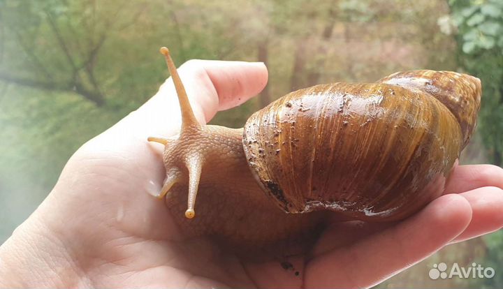 Улитарий/террариум, улитки бесплатно, ахатины