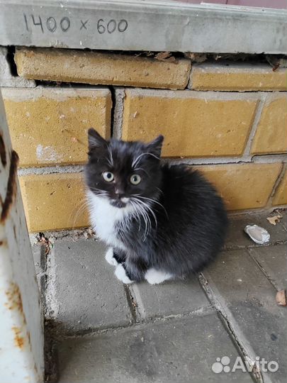 Котёнок в дар бесплатно
