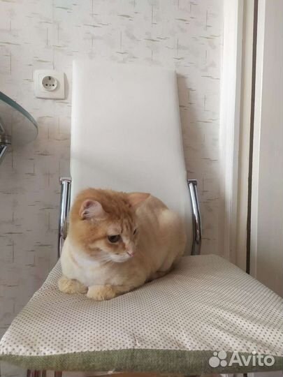 Домашняя передержка