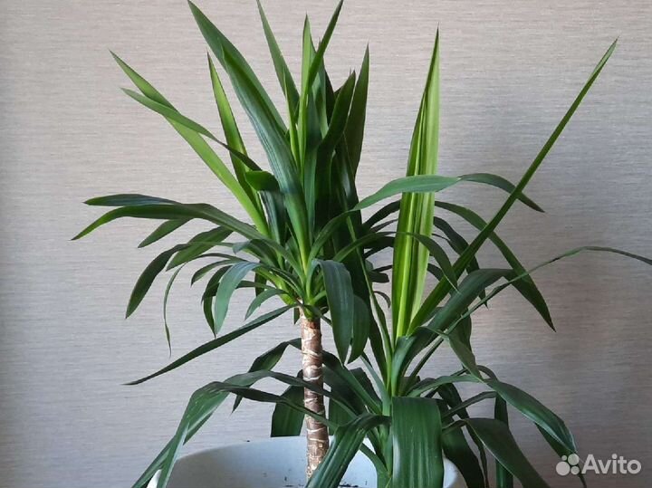 Юкка слоновая. большие комнатные цаеты
