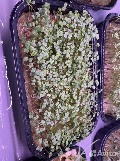 Микрозелень