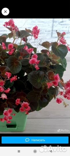 Бегонии вечноцветущие махровые
