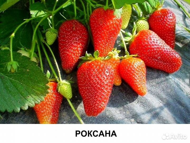 Рассада клубники Роксана