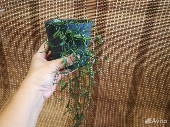 Церопегии разные