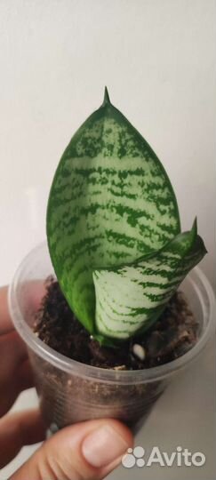 Сансевиерия (разные сорта) и не только