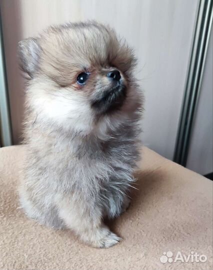 Щенки шпица