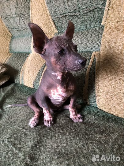 Китайская хохлатая