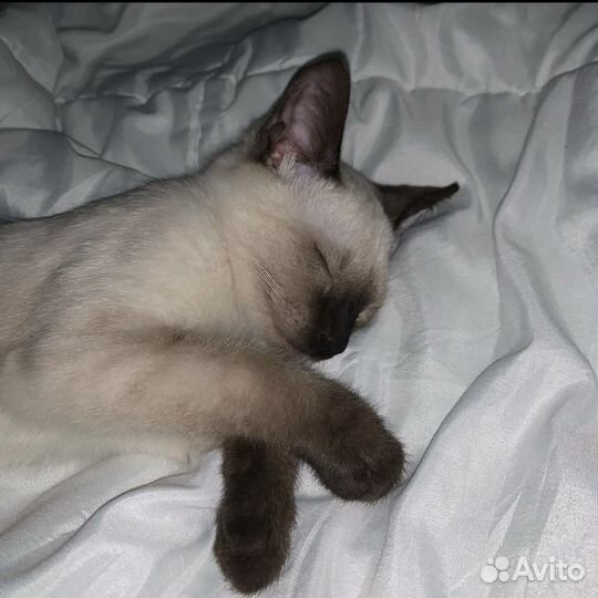 Кот в добрые руки