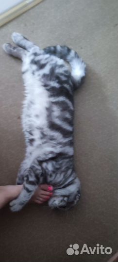 Шотландский кот вязка