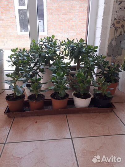 Сансевиерия, толстянка