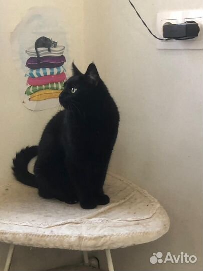 Кошка Нюша