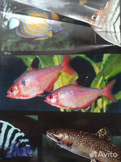 Книга. Энциклопедия рыб