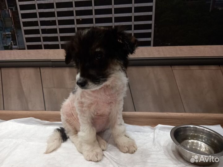 Щенок ищет вас