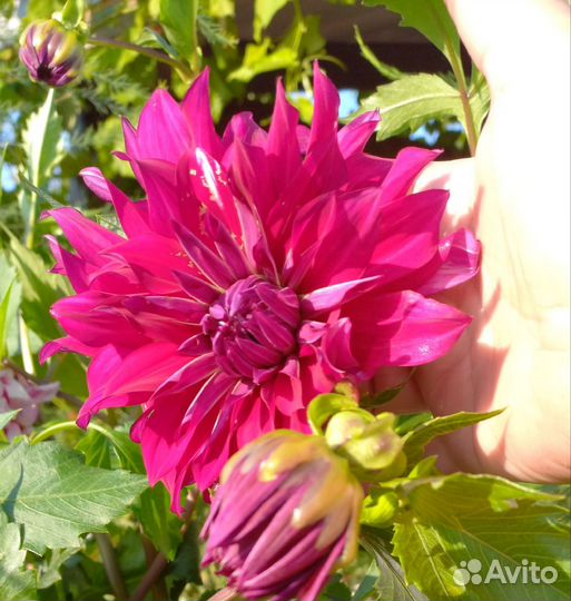 Георгины(клубни) примула