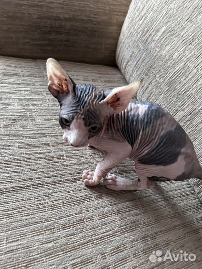 Канадский сфинкс