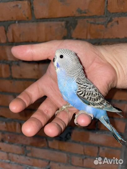 Волнистые попугаи