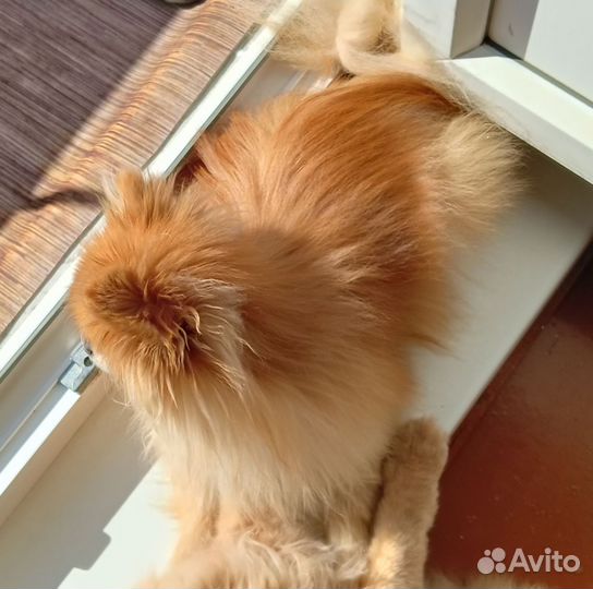 Померанский шпиц девочка