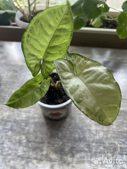 Комнатные растения цветы