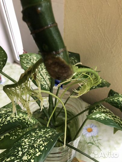 Диффенбахия