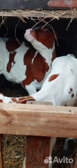 Телята с доставкой в ваш двор