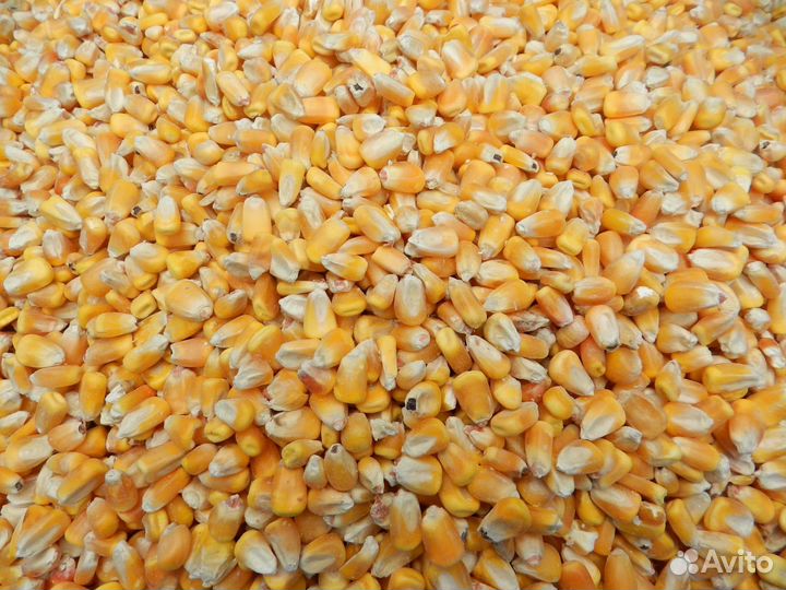 Кукуруза