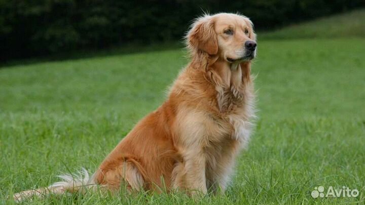 Дрессировка собак