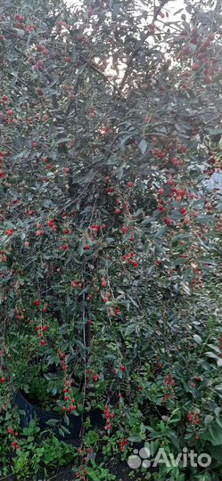 Саженцы вишни, сливы 300