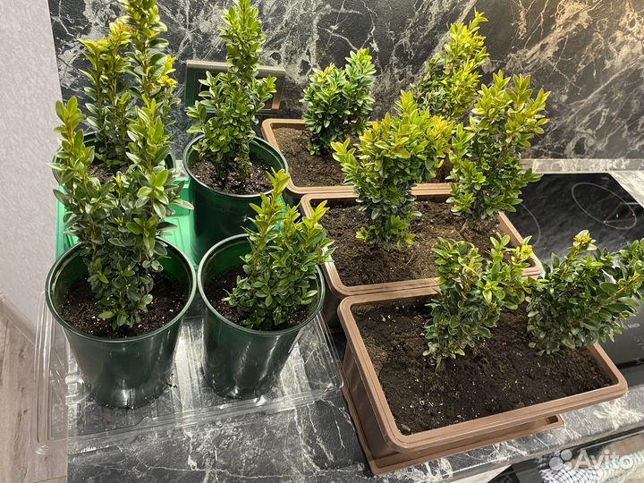 Самшит вечнозеленый