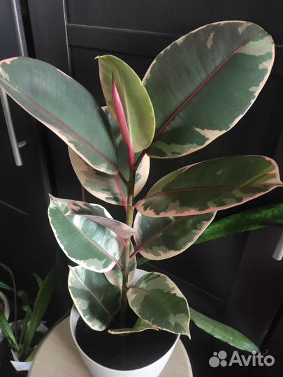 Фикусы, Сингониум, Диффенбахия