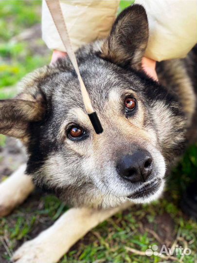 Найдена собака