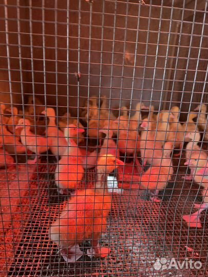 Гусята линда суточные и подрощенные