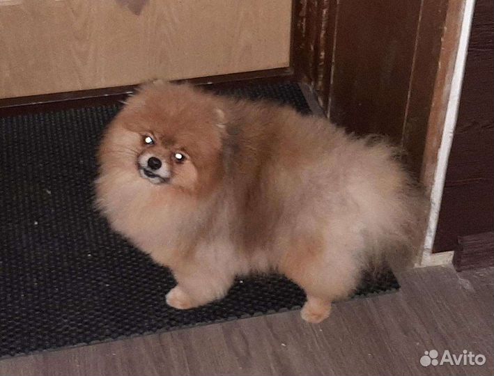 Кобели шпица, вязка