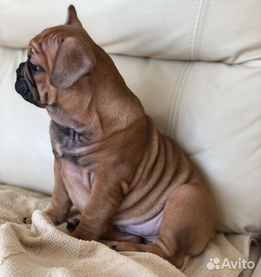 Французский бульдог щенки РКФ