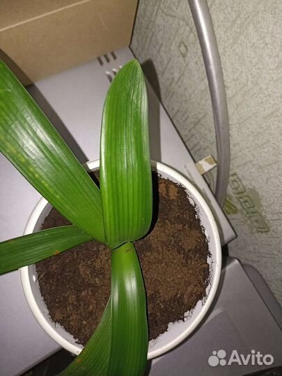 Комнатные цветы кливия