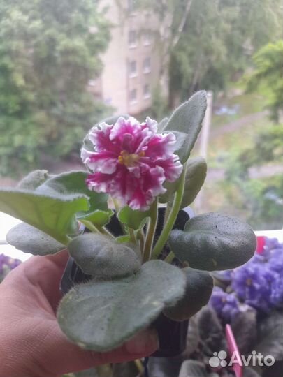 Фиалки сортовые