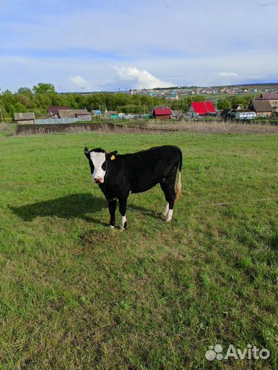 Тёлка 1 год,бычок 6 мес