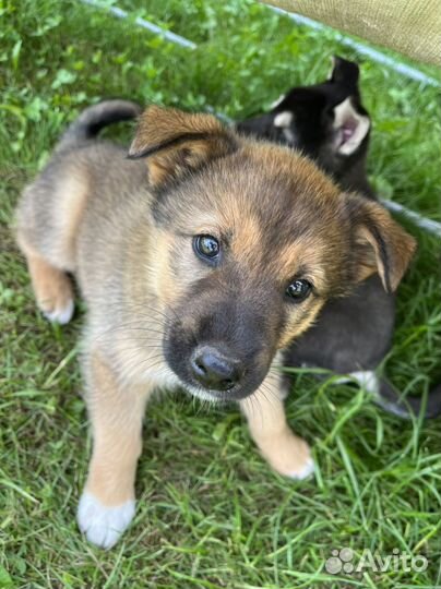 Собака в добрые руки щенок