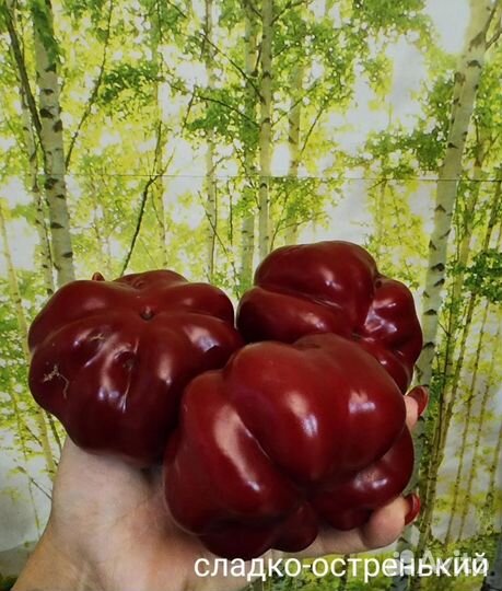 Семена сладкого перца