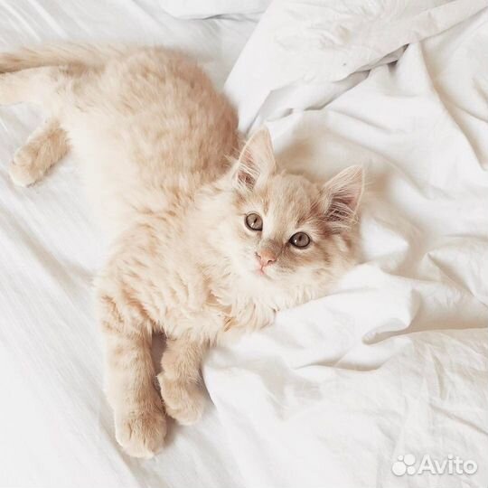 Сибирский котик