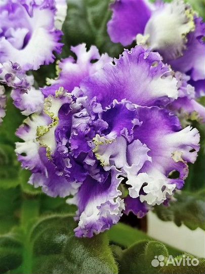 Фиалки- лист на срез