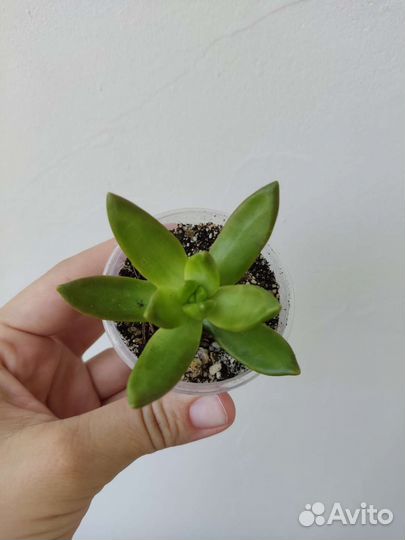 Суккуленты