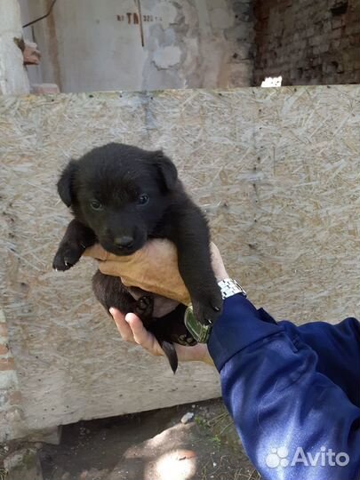 Раздаём щенков