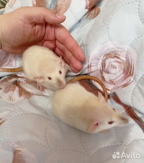 Крысята сиамские девочки