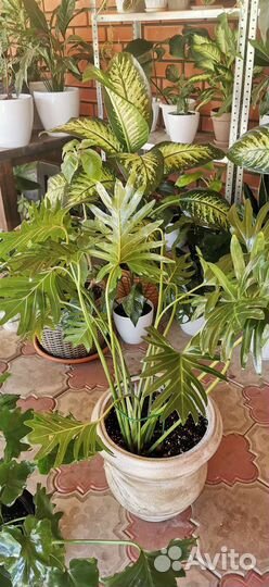 Филодендрон Атом, Малай Голд, Лимон и Шангри ла