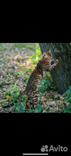 Бенгальский кот