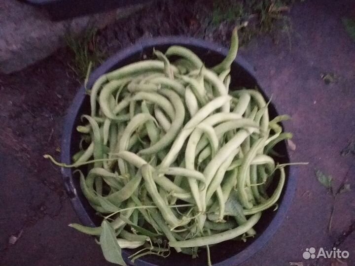 Спаржевая фасоль