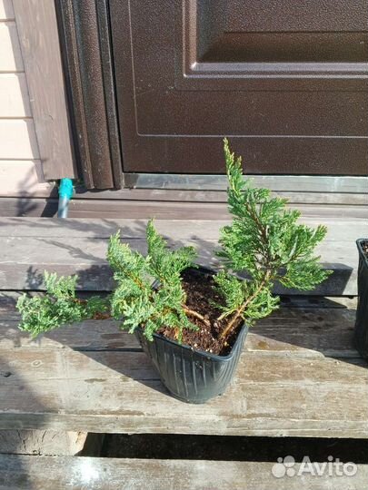 Можжевельники