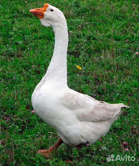 Сельхоз птица