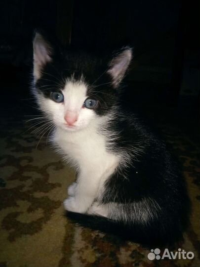 Кошка в дар